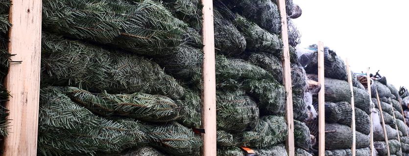 Sortie Neuken Ik heb een Engelse les Een groot assortiment kerstbomen te koop bij Groendekor Tuincentrum |  Persinfo