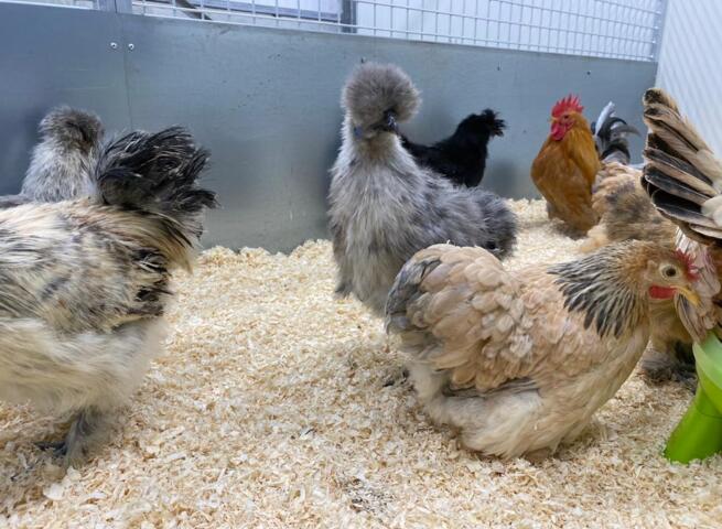 Indiener Aankoop incident Vanaf nu kippen te koop bij tuincentrum Groendekor | Persinfo